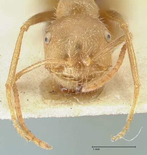 Ocymyrmex barbiger - FOCOL2184