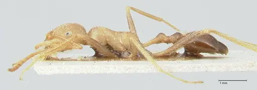Ocymyrmex barbiger - FOCOL2184