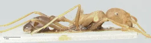 Ocymyrmex barbiger - FOCOL2184