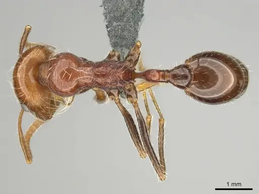 Ocymyrmex cavatodorsatus specimen