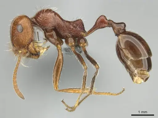 Ocymyrmex cavatodorsatus - CASENT0252443
