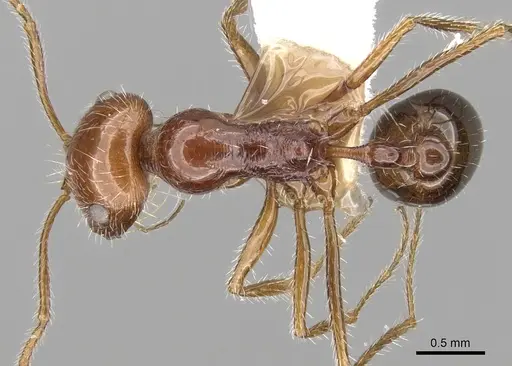 Ocymyrmex cavatodorsatus - CASENT0280937
