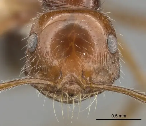 Ocymyrmex cavatodorsatus - CASENT0280937