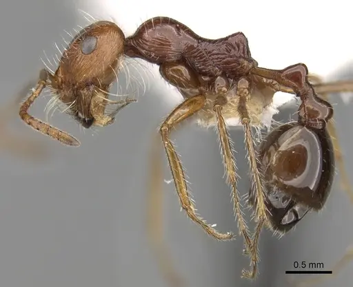Ocymyrmex cavatodorsatus - CASENT0280937