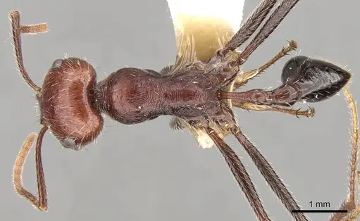 Ocymyrmex celer specimen