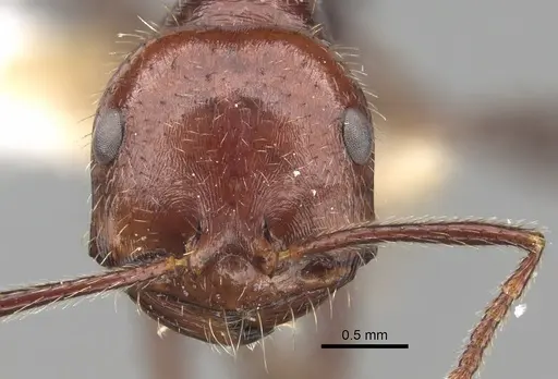 Ocymyrmex celer specimen
