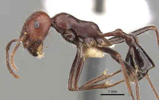 Ocymyrmex celer specimen