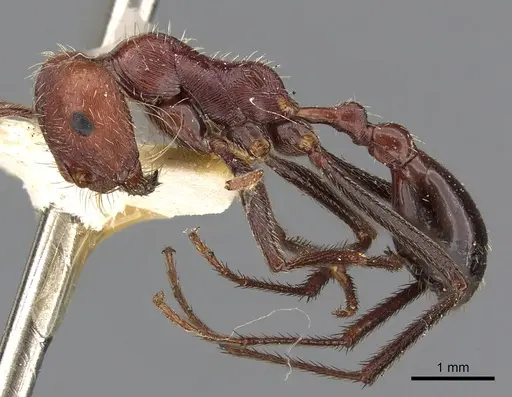 Ocymyrmex cursor specimen