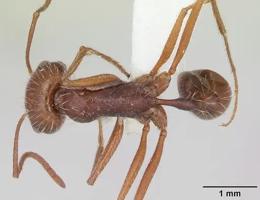 Ocymyrmex dekerus specimen