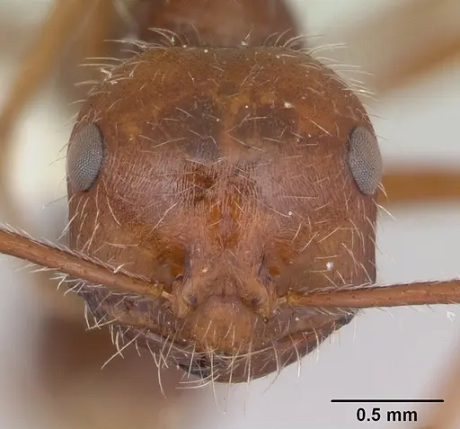 Ocymyrmex dekerus specimen