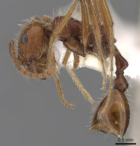 Ocymyrmex dekerus - CASENT0900402