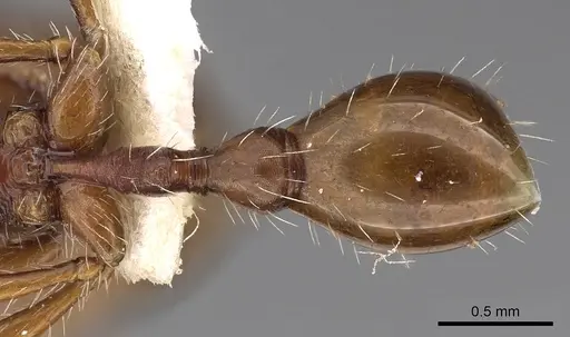 Ocymyrmex dekerus - CASENT0900402