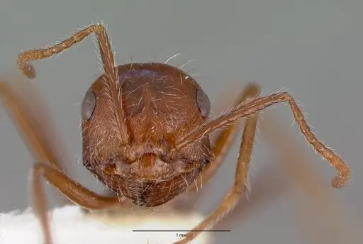 Ocymyrmex dekerus - CASTYPE16487