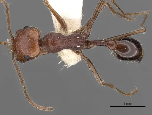 Ocymyrmex engytachys specimen