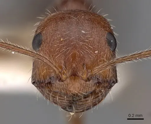 Ocymyrmex engytachys specimen