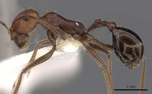 Ocymyrmex engytachys specimen
