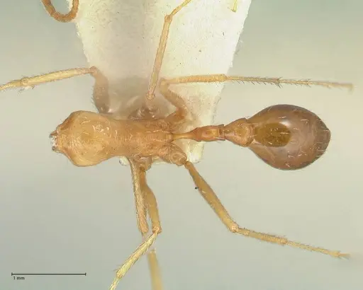Ocymyrmex flavescens specimen