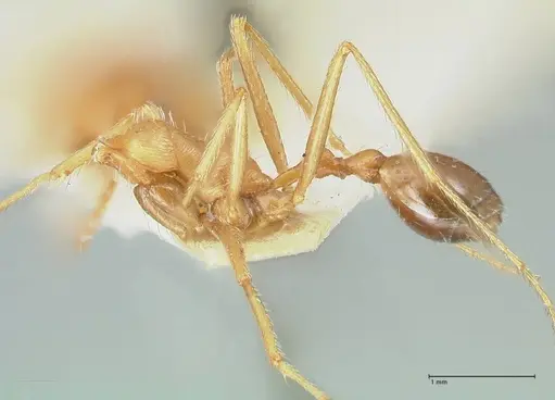 Ocymyrmex flavescens specimen