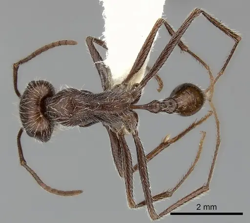 Ocymyrmex flaviventris specimen