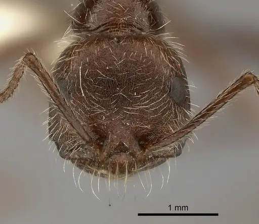 Ocymyrmex flaviventris specimen