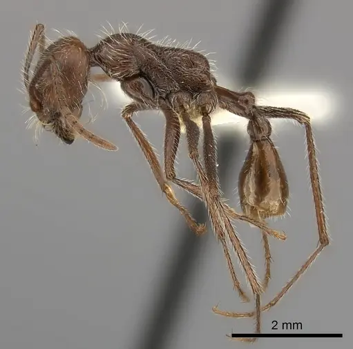 Ocymyrmex flaviventris specimen