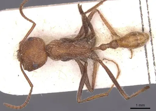 Ocymyrmex flaviventris - CASENT0913234