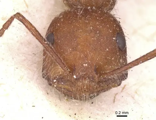 Ocymyrmex flaviventris - CASENT0913234