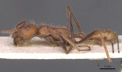 Ocymyrmex flaviventris - CASENT0913234