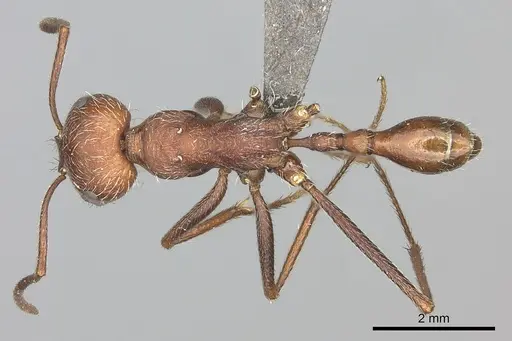 Ocymyrmex foreli specimen