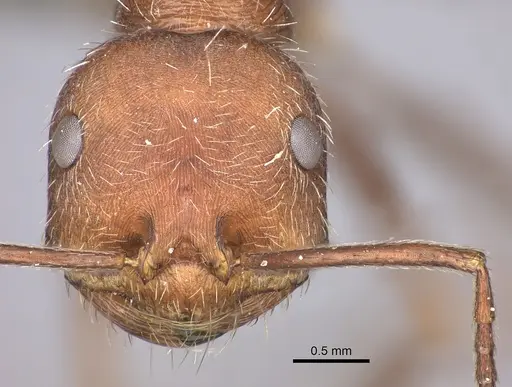 Ocymyrmex foreli specimen