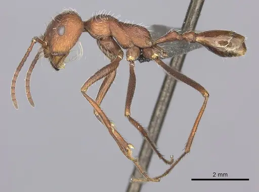 Ocymyrmex foreli specimen