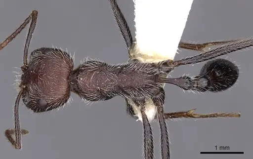 Ocymyrmex ignotus specimen