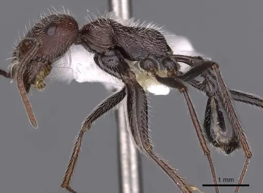 Ocymyrmex ignotus specimen