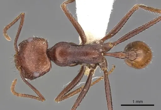 Ocymyrmex kahas specimen