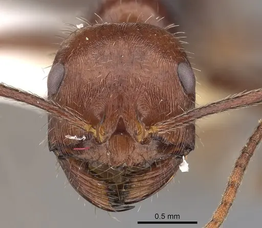Ocymyrmex kahas specimen