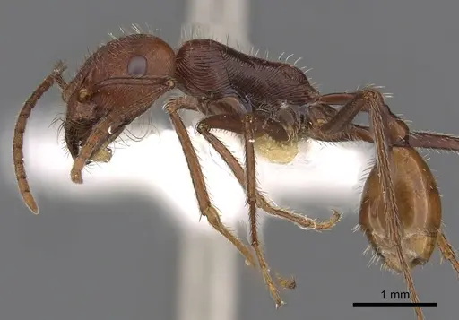 Ocymyrmex kahas specimen
