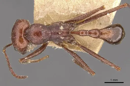 Ocymyrmex laticeps specimen