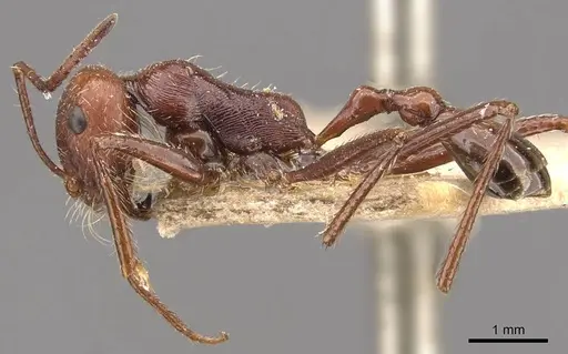 Ocymyrmex laticeps specimen