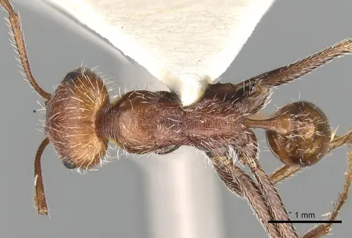Ocymyrmex micans specimen