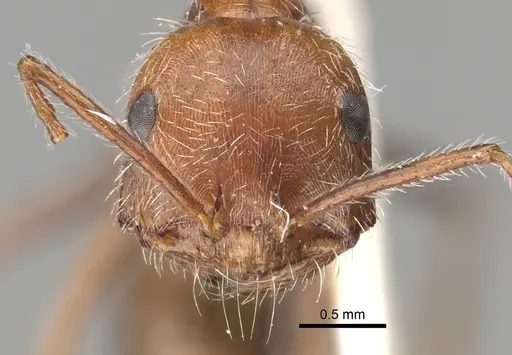 Ocymyrmex micans specimen