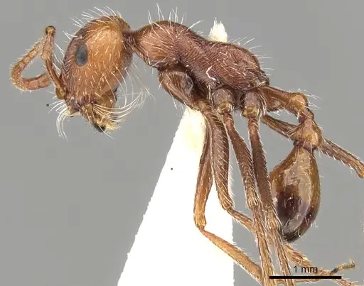 Ocymyrmex micans specimen