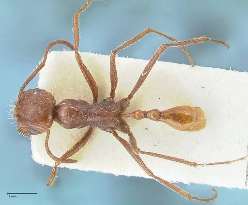 Ocymyrmex micans - FOCOL2190