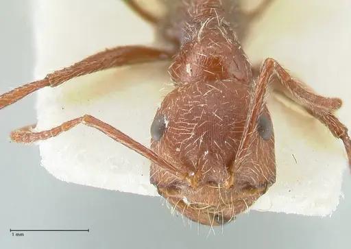 Ocymyrmex micans - FOCOL2190
