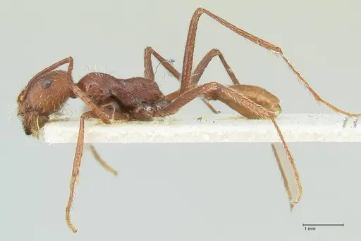 Ocymyrmex micans - FOCOL2190