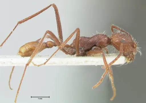 Ocymyrmex micans - FOCOL2190