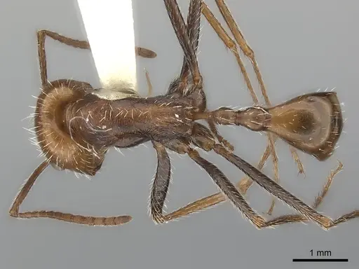 Ocymyrmex monardi specimen
