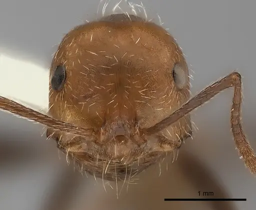 Ocymyrmex monardi specimen