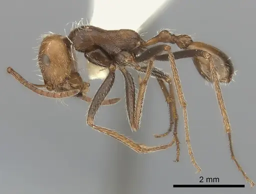 Ocymyrmex monardi specimen