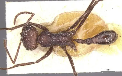 Ocymyrmex monardi - CASENT0913238