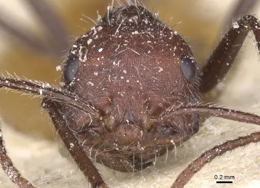 Ocymyrmex monardi - CASENT0913238